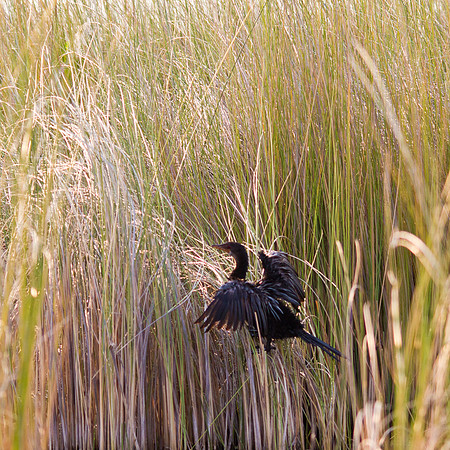 Cormorant Drying Out His Wings - 7588