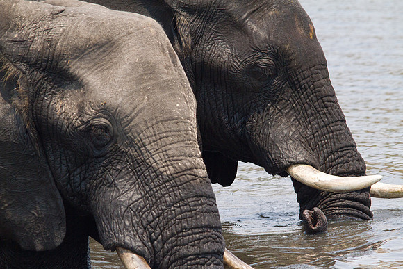 Elephants Close-up - 7824