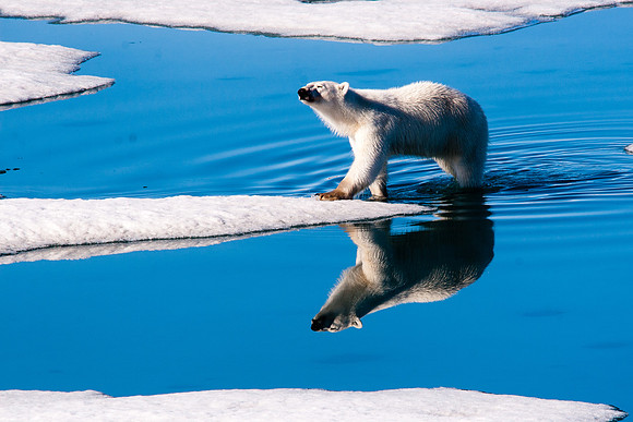 Arctic Adventure