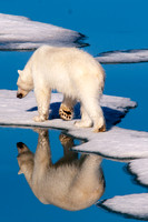 The Arctic: The Bears, the Ice, the Tundra