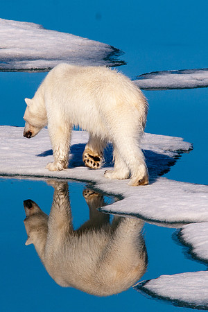 Arctic Adventure