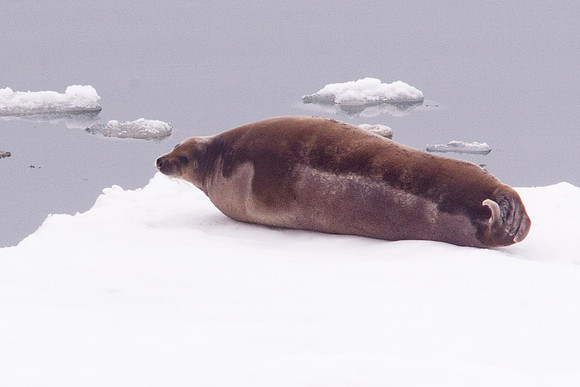 Arctic Adventure
