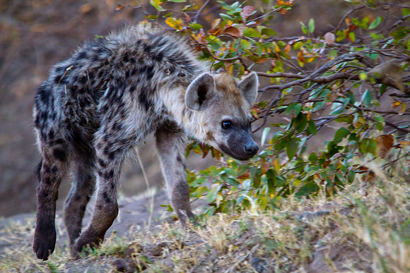 Hyena on the Prowl - 6982