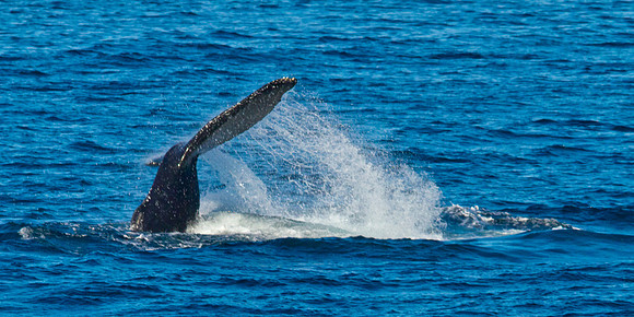 Baja - Gorda Banks - Humpback Whales-2718