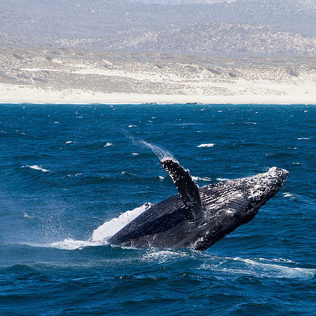 Breaching Whale Sequence 2