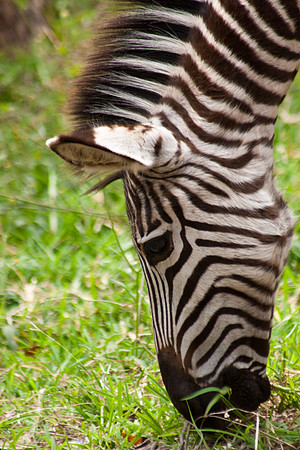 Zebra Close-up -2907
