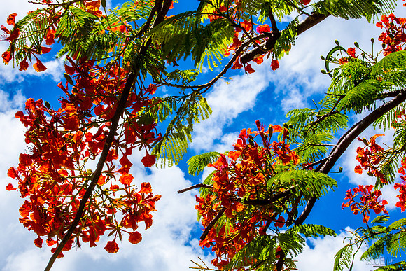The Flamboyant Tree