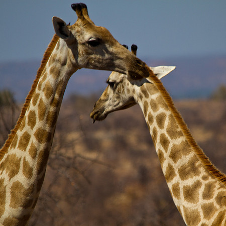 Giraffes Neck in Neck - 6377