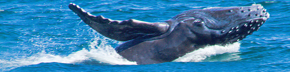 Baja - Gorda Banks - Humpback Whales-2837