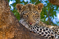 On the Wild Side: Africa