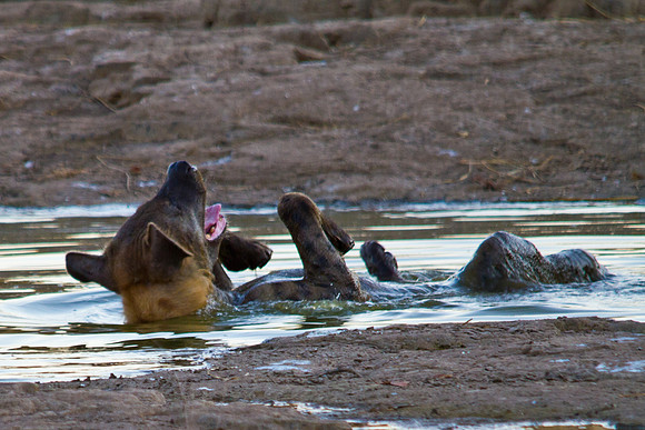 Hyena Cooling Off - 7023