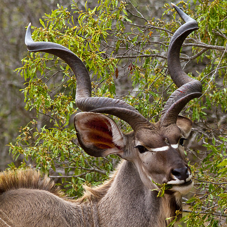 Big Horned Kudu - 5340