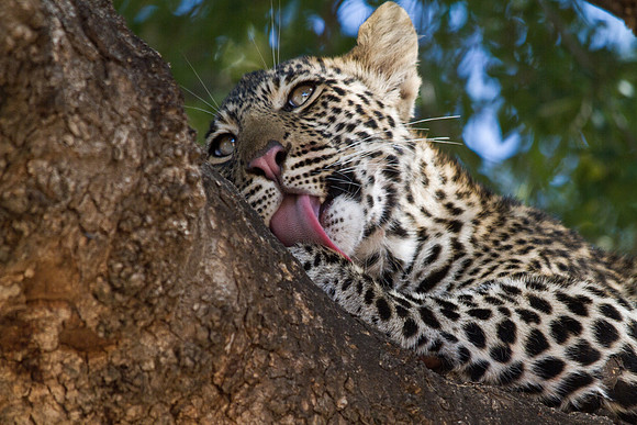 Leopard's Grooming Time - 6880