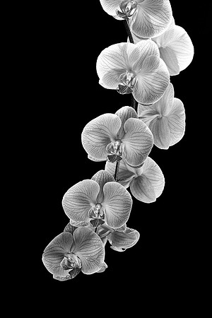 2009_03_Orchid Photo Class_020-2