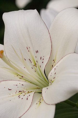 2009_01_Longwood Orchids Macro_002