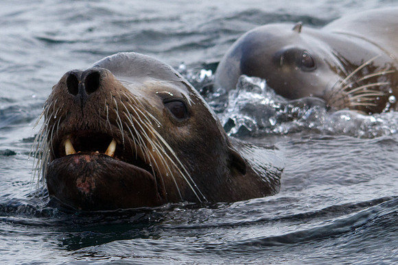 Inquisitive Sea Lions