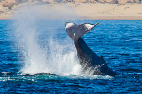 Baja - Gorda Banks - Humpback Whales-2830
