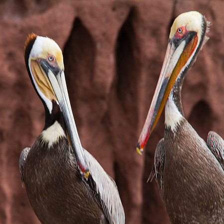 A Conversation for the Birds