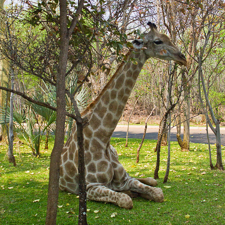 Giraffe at Rest - 8155