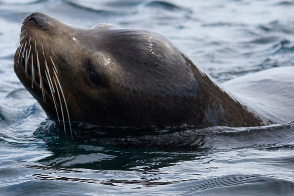 Sea Puppy