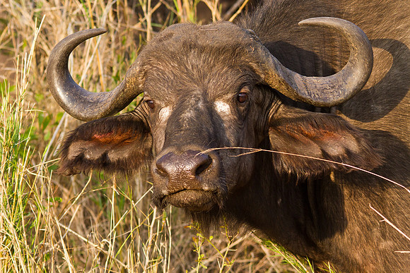 Afircan Cape Buffalo Close-up - 5548