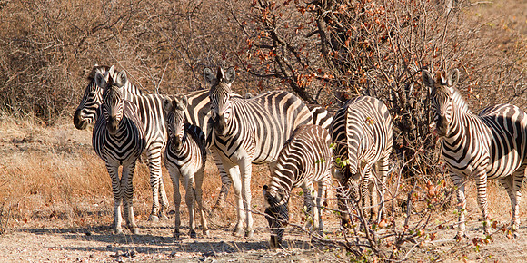 Herd of Zebras - 6223