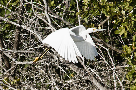snowy Egret in take-off 3