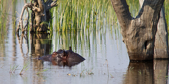 Hippo at Rest  - 7443