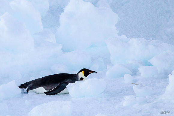 Emperor on ice