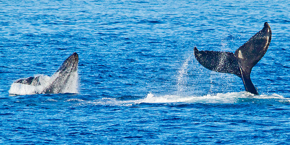Mom & Calf Showing Off