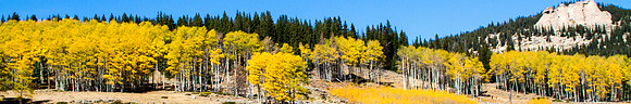 Aspens Along the Road