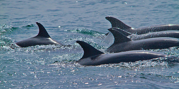 Racing Dolphins