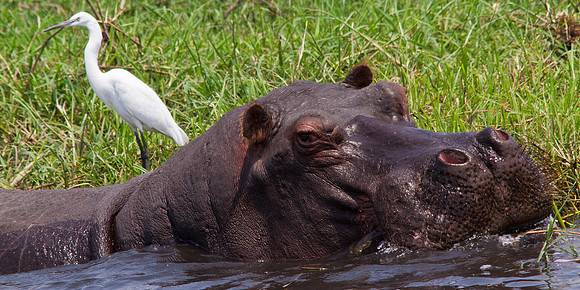Hippo and Great White Egret - 7864