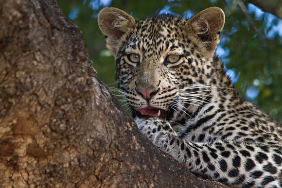 Leopard Talking - 6896