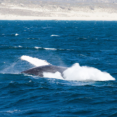 Breaching Whale Sequence 3