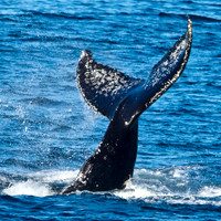 In Search of the Great Whales: Baja, California