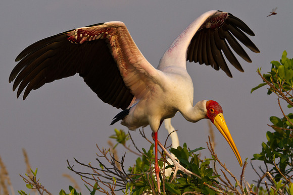 Yellow Billed Stork Takes Flight - 7640