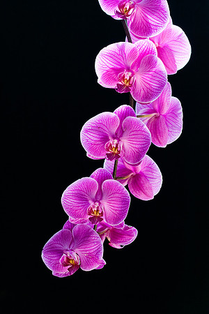 2009_03_Orchid Photo Class_020
