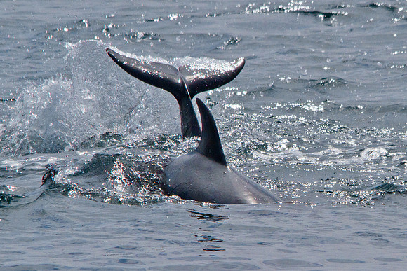Dolphin Spray