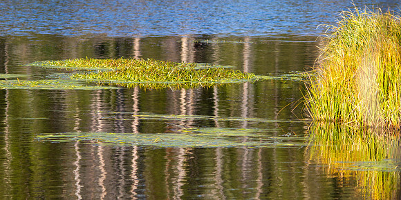 Grasses at Sylvan Lake