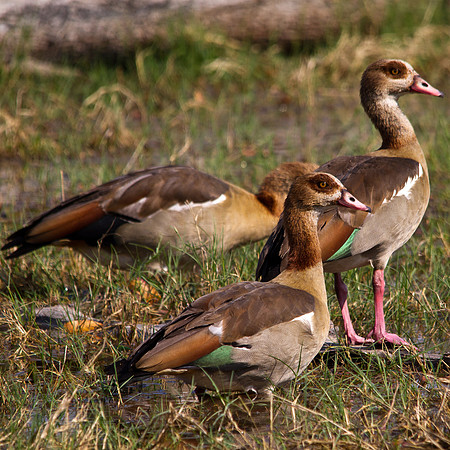 Egyptian Geese - 7487