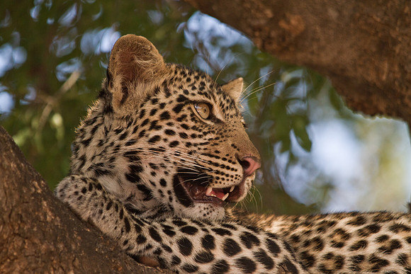 Leopard Talking - 6859