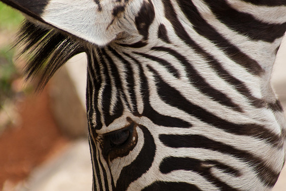 Zebra's Eye - 2927