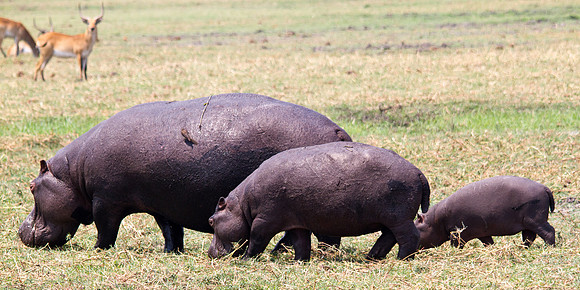Family of Hippos - 7925