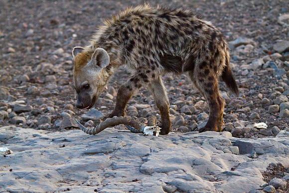 Playtime Hyena Style - 7092
