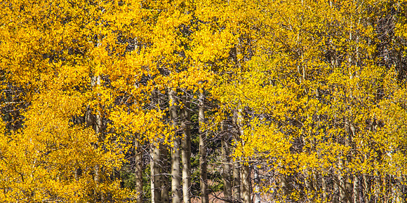 Aspens
