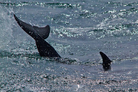 Baja - Isla Santa Catalina-2006