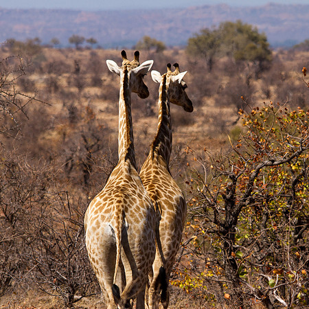 Double Vision Giraffes - 6382