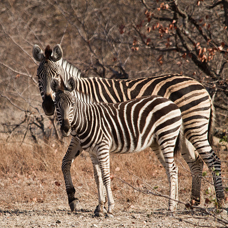 Mother and Baby Zebra - 6212
