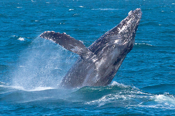 Breaching Whale